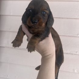 Dachshund Puppies from Royalty Grove Dachshunds