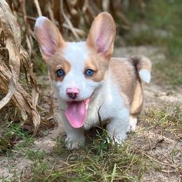 Crimson-Merle - Red merle and white female American Corgi puppy in Hope, Arkansas from Foxy Knoll Farm