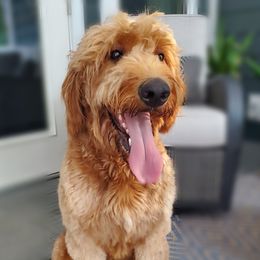 Penny - Goldendoodle