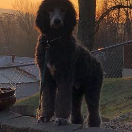 Poodle All Grown Up from Birch Creek Standard Poodles