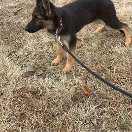 German Shepherd Puppies from My K9 Guardian