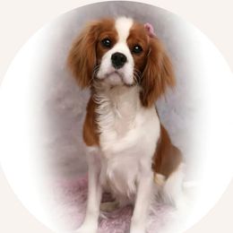 Belle - Cavalier King Charles Spaniel