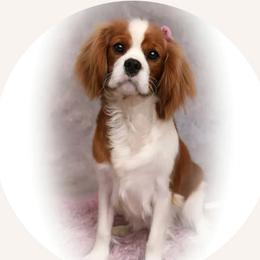 Belle - Cavalier King Charles Spaniel