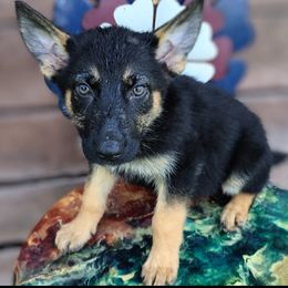 German Shepherd and McNab Puppies from North Star Shepherds