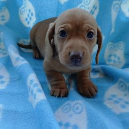 Rocky - Red male Dachshund puppy in Opelika, Alabama from Dachshund Darlins