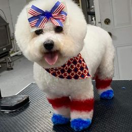 Bichon Frises and Poodles from Casa de Curls