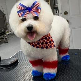 Bichon Frises and Poodles from Casa de Curls