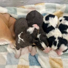 Baxter - Blue merle male Bernedoodle puppy in Moulton, Iowa from Shondel Puppy Paws