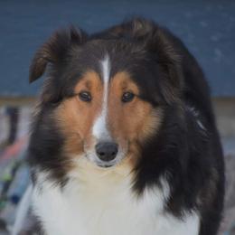 Timber - Shetland Sheepdog