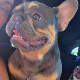 Tavie - French Bulldog