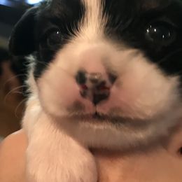 Papillon All Grown Up from Sandy's Pap's