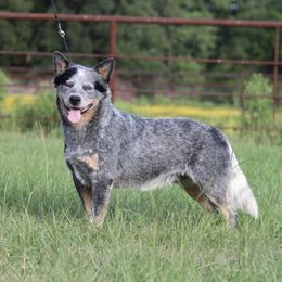 Bruiser - Australian Cattle Dog