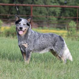 Bruiser - Australian Cattle Dog