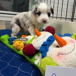 Candy - Blue merle female Miniature Australian Shepherd puppy in Mt Juliet, Tennessee from J&J Harmony Acres