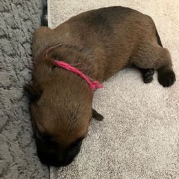 Raspberry boy - Wheaten male Soft Coated Wheaten Terrier puppy in Las Vegas, Nevada from Irish Wheatens in Las Vegas