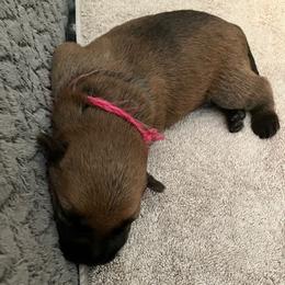 Raspberry boy - Wheaten male Soft Coated Wheaten Terrier puppy in Las Vegas, Nevada from Irish Wheatens in Las Vegas