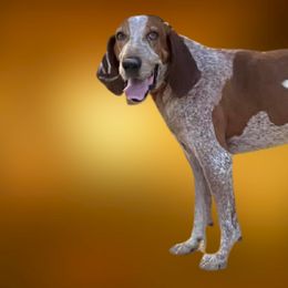 American English Coonhounds, Bluetick Coonhounds, and Redbone Coonhounds from Wetapo Creek Kennel