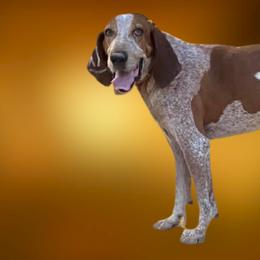 American English Coonhounds, Bluetick Coonhounds, and Redbone Coonhounds from Wetapo Creek Kennel