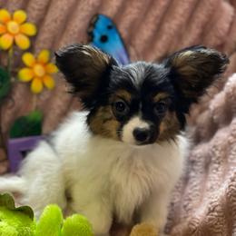 Bailey - White black and tan female Papillon puppy in Bradyville, Tennessee from Pinnacle Papillons