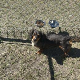 Bob - Dachshund