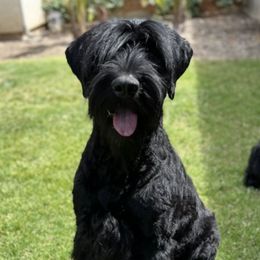 Giant Schnauzers from SchnauHaus