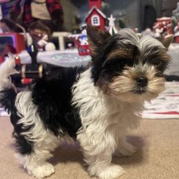 Biewer Terrier Puppies from Southern Star Biewers