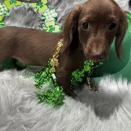 Cooper - Chocolate male Dachshund puppy in Cabool, Missouri from Dachshund's of Country Magic Farms in Missouri
