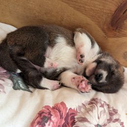 Shiba Inu Puppies from Cornerpost Shiba Inus