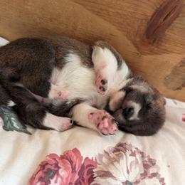 Shiba Inu Puppies from Cornerpost Shiba Inus