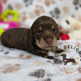 Snickers - Chocolate and cream female Dachshund puppy in Seagoville, Texas from Doxi Delights AKC Miniature Dachshunds
