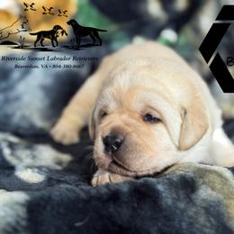 Black collar male - Yellow male Labrador Retriever puppy in Beaverdam, Virginia from Riverside Sunset Labrador Retrievers