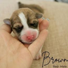Brownie - Red male Pembroke Welsh Corgi puppy in Stockton, Utah from BW Corgis
