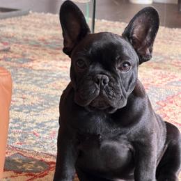 Bode - Brindle male French Bulldog puppy in Franklin, Vermont from Ranch Royale