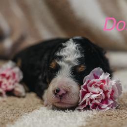 Dolly - Tri-color female Bernedoodle puppy in Stuart, Oklahoma from G Ridge Kennels