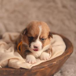 Yellow Collar - Honeybun - Red female Pembroke Welsh Corgi puppy in Waverly Hall, Georgia from 6g Ranch Corgis