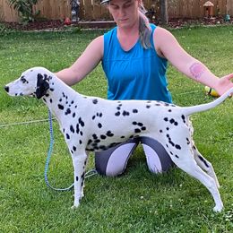 Penny - Dalmatian