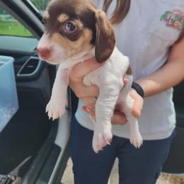 Girl 1 - Piebald female Dachshund puppy in Lexington, Kentucky from The Wienery