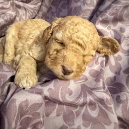 Boo - Apricot female Poodle puppy in Philadelphia, Pennsylvania from The Stone’s Poodles