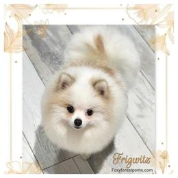 Frigwitz - Pomeranian