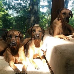 Rhodesian Ridgeback All Grown Up from Ridgebacks of the Highland Rim