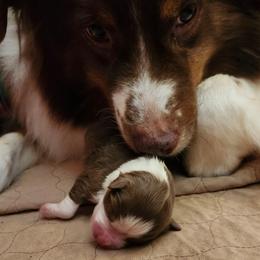 Rosie - Red tri-color female Australian Shepherd puppy in Athens, Tennessee from Mimi's Aussie