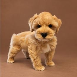 Copper.   9 weeks - Wheaten male Miniature Schnauzer puppy in Lumberton, Texas from 1 Smart Choice Schnauzers Babies