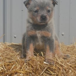 Cabbage - Blue female Australian Cattle Dog puppy in Buffalo Valley, Tennessee from Buffalo Valley Breeders