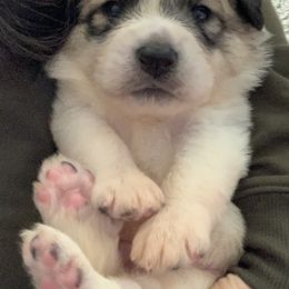 Great Pyrenees Puppies from Sugar Pine Pyrenees