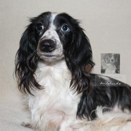 Striker - Dachshund