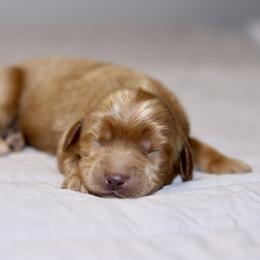 Boy 2 - Caramel male Australian Labradoodle puppy in Calhoun, Louisiana from Arrowhead Australian Labradoodles