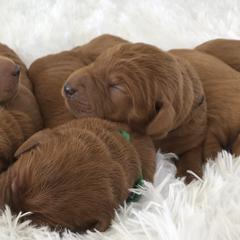Labradoodle and Labrador Retriever Puppies from Katie K9