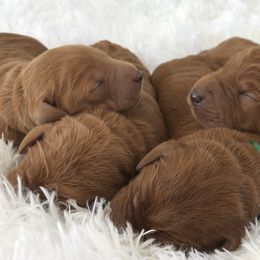 Labradoodle and Labrador Retriever Puppies from Katie K9