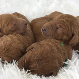 Labradoodle and Labrador Retriever Puppies from Katie K9