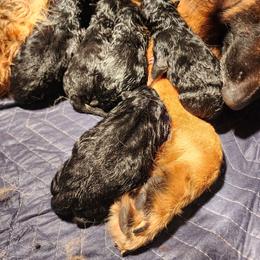 Zuzanna - Black and red female German Shepherd puppy in Los Lunas, New Mexico from Mali's German Shepherds LLC
